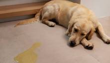 Saiba como ensinar o cão a fazer suas necessidades no lugar certo 