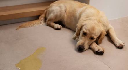 Saiba como ensinar os cães a fazer suas necessidades no lugar correto