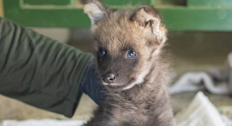  Zoológico de Brasília realiza votação nas redes sociais para escolher o nome de um filhote fêmea de lobo-guará