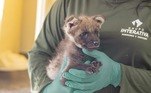  Zoológico de Brasília realiza votação nas redes sociais para escolher o nome de um filhote fêmea de lobo-guará