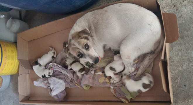 Saiba o que é necessário para se adotar um cachorro