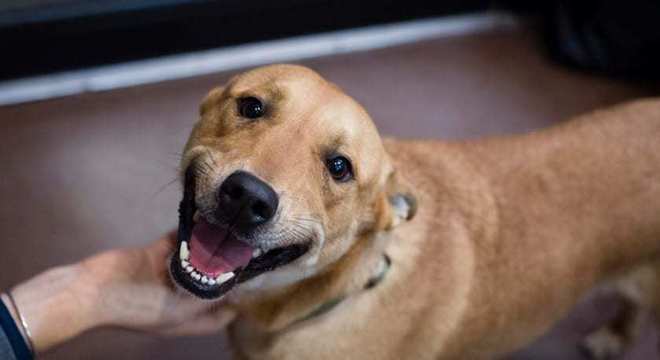 Saiba o que é necessário para se adotar um cachorro