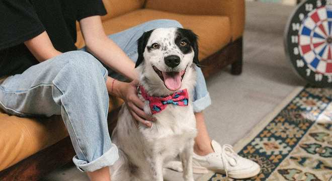 Saiba o que é necessário para se adotar um cachorro