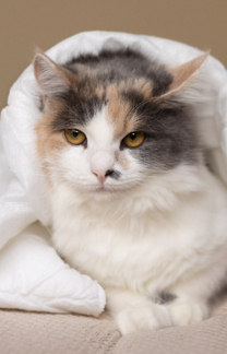 Saiba por que gatos vivem, em média, mais tempo do que cachorros (Imagem de Freepik)