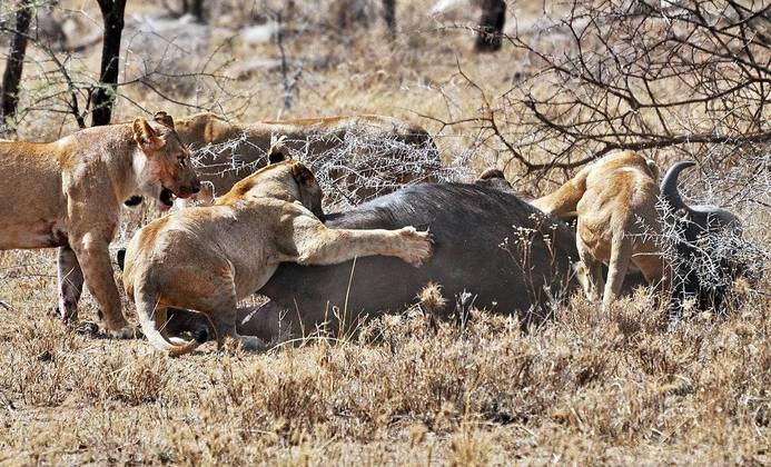 Saindo em grupo, as leoas levam vantagem sobre animais de maior porte que estejam sem companhia. na foto, elas abatem um búfalo. 