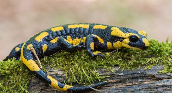 salamandra 