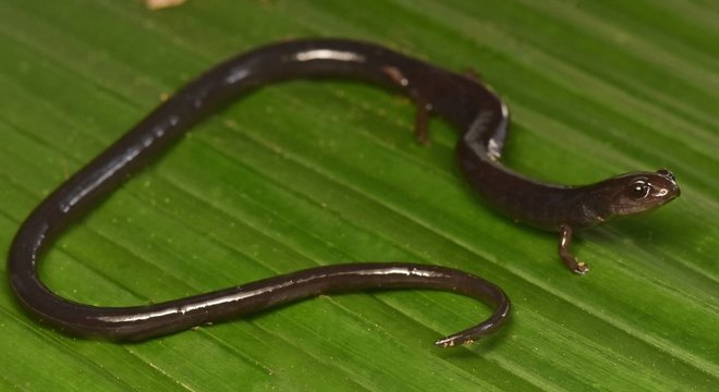 Esta salamandra é uma espécie altamente vulnerável