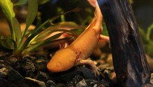 Novo museu no México destaca a salamandra axolote ameaçada de extinção