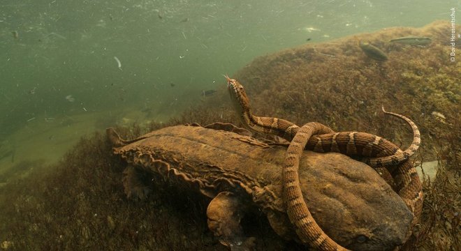 Salamandra de Hellbender luta para se desvencilhar de uma cobra de água do norte