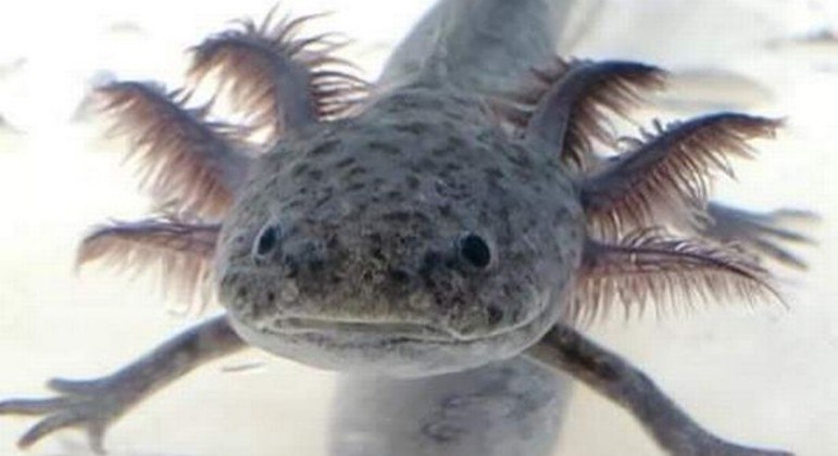 Salamandras nativas do México surgiram no lago de uma família de Plymouth, na Inglaterra