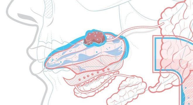 Saliva, o que é? Definição, glândulas salivares, funções e curiosidades