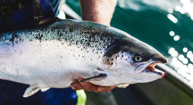 Ração para salmão é cada vez mais feita a partir de plantas