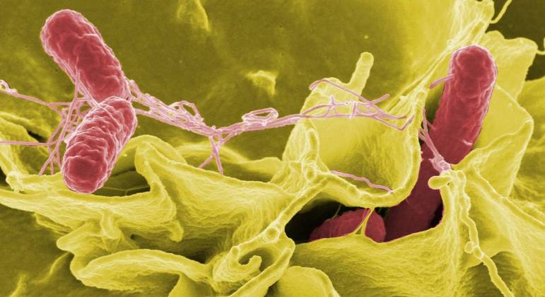 Febre tifoide é causada por bactérias 'Salmonella typhi'