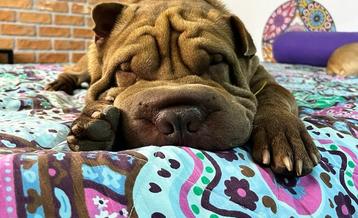 Cochilo, espasmos e agitação: saiba o que importa para o bem-estar do sono pet (Arquivo pessoal)