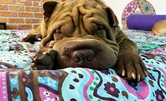 Cochilo, espasmos e agitação: saiba o que importa para o bem-estar do sono pet (Arquivo pessoal)