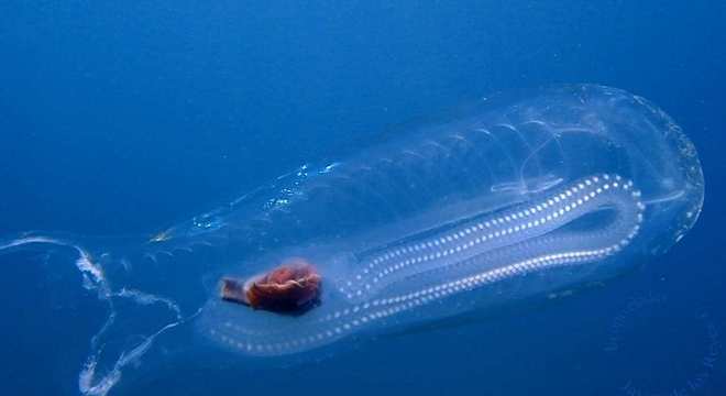 Salpa - o animal transparente que intriga os cientistas