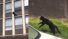 Gato dá salto perfeito de 5º andar de prédio em chamas e sai ileso