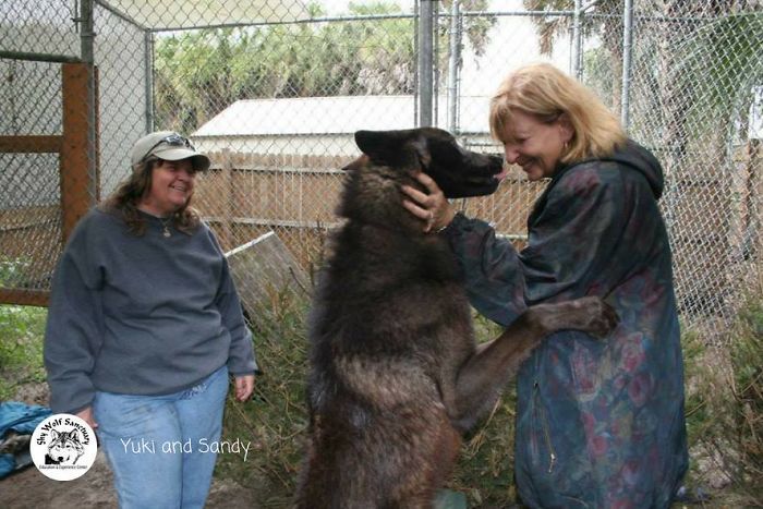 Ativista salva cachorro da eutanásia e anos depois ele fica gigantesco -  Fotos - R7 Hora 7