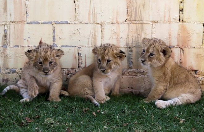 Filhotes de tigre ameaçado de extinção nascem em zoo de Moscou