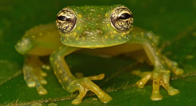 A descoberta deste 'sapo de vidro' é uma indicação, segundo os pesquisadores, de que a floresta de Cidade Branca está intacta