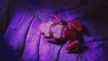 Cientistas brasileiros descobrem nova espécie de sapo fluorescente 