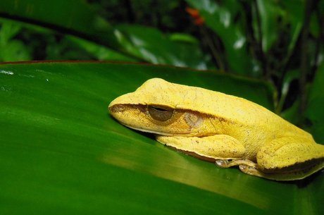 Espécies nos trópicos podem ser perdidas em breve por causa da atividade humana e do aquecimento global