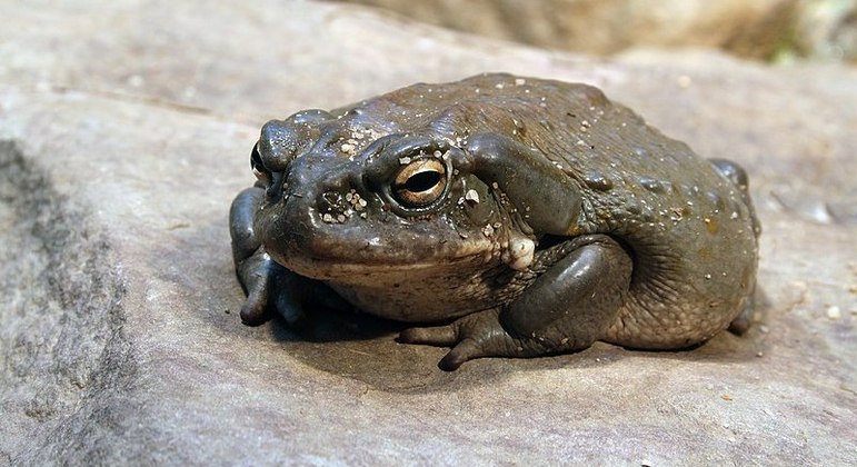 Aparentemente, esse sapo é muito lambido por visitantes de parques dos EUA