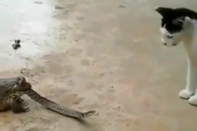 Dieta Macabra Essa Cobra Devora Os Orgaos De Sapos Ainda Vivos Fotos R7 Hora 7