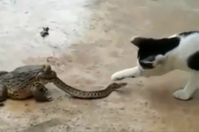 Você sabe o que as cobras comem? Descubra agora mesmo