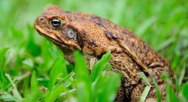 O veneno do sapo-cururu levou várias espécies predadoras à beira da extinção