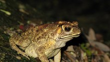 Sapo-cururu se esconde em bagagem e reaparece quase 10.000 km depois