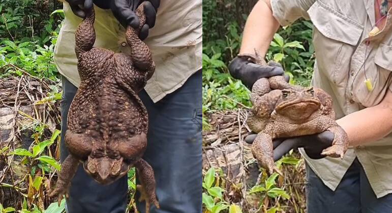 O sapo foi encontrado por uma das guardas-florestais em um parque nacional