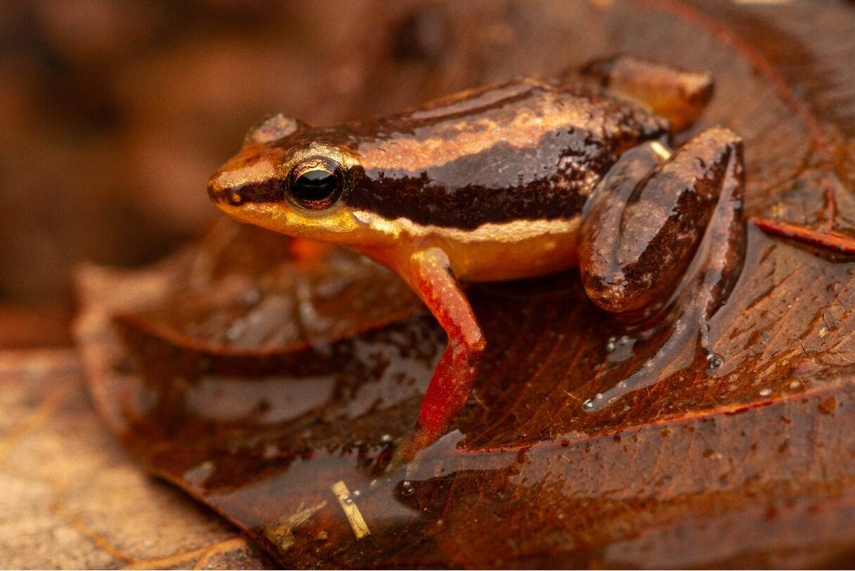 Pesquisadores da UnB encontram répteis e anfíbios raros na Chapada dos ...