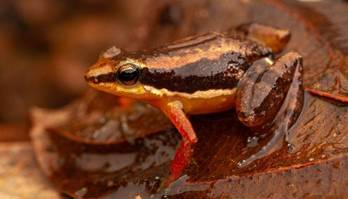 Pesquisadores da UnB encontram répteis e anfíbios raros na Chapada (Luis F. C. Lima/Arquivo pessoal - 26.05.2023)