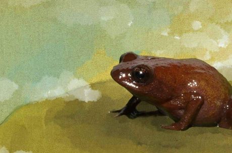 Sapo apelidado de Olhudo Vermelho foi encontrado no topo do pico