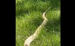 A cobra é uma píton amarela (ou albina)LEIA MAIS: O novo anormal: turista finge ser cachorro para não usar máscara
