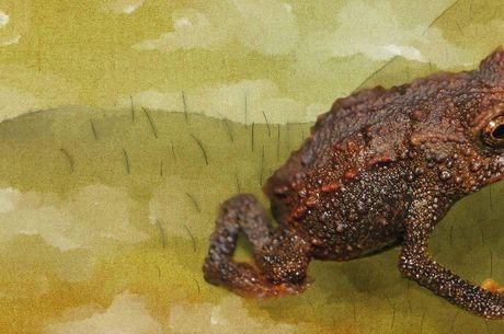 Sapo que caminha como lagarto também foi achado no Pico da Neblina
