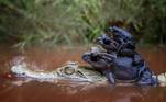 As imagens peculiares foram feitas pelo fotógrafo de vida selvagem Dzulfikri. O profissional, de 50 anos, viu o momento exato da interação única da natureza. 'Parecia que eles estavam brincando juntos. Eu sabia que precisava capturá-los na câmera', afirmou ele ao Daily MailVEJA TAMBÉM: Sapo-cururu gigante deixa cobra ser picada por mamba negra. Entenda!