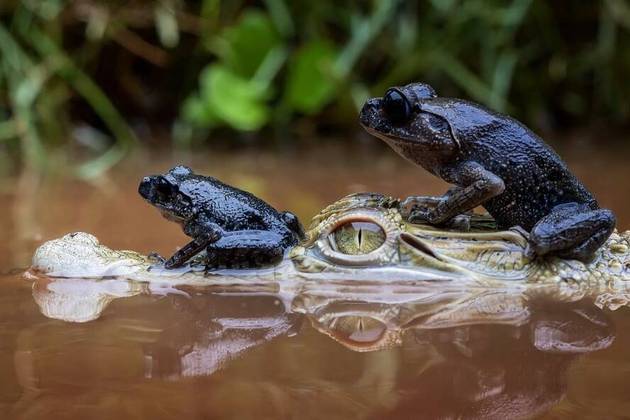 Os três anfíbios encararam o desafio e subiram, com confiança, na parte de cima de um crocodilo para atravessar um lago na cidade de Bekasi, na Indonésia