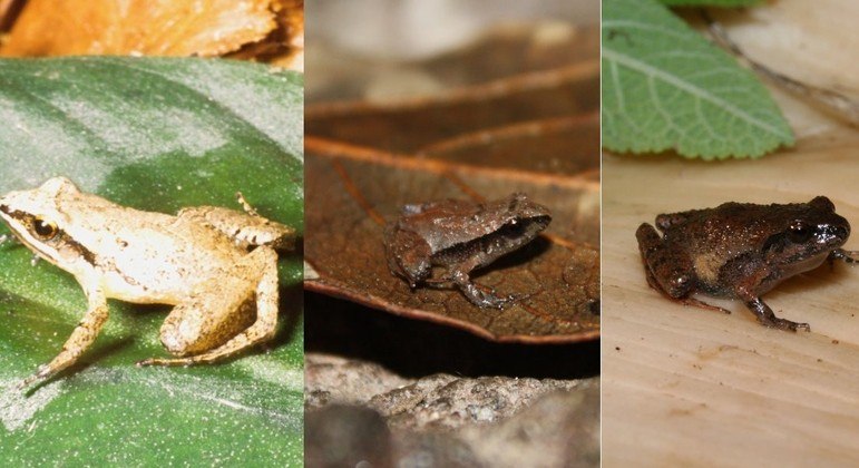 Seis de las ranas más pequeñas del mundo descubiertas en México – Noticias