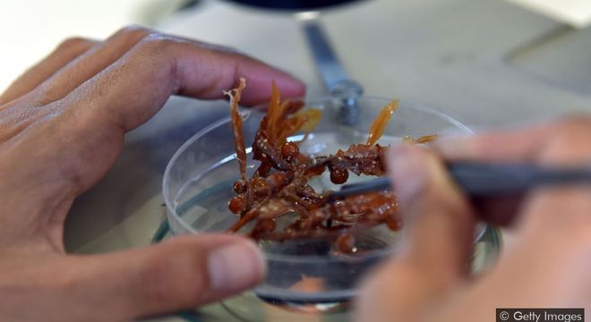  Os pesquisadores acreditam que as crescentes florações de sargaço se devem a uma combinação de mudanças nas correntes marítimas e de vento, além do desmatamento da Amazônia 