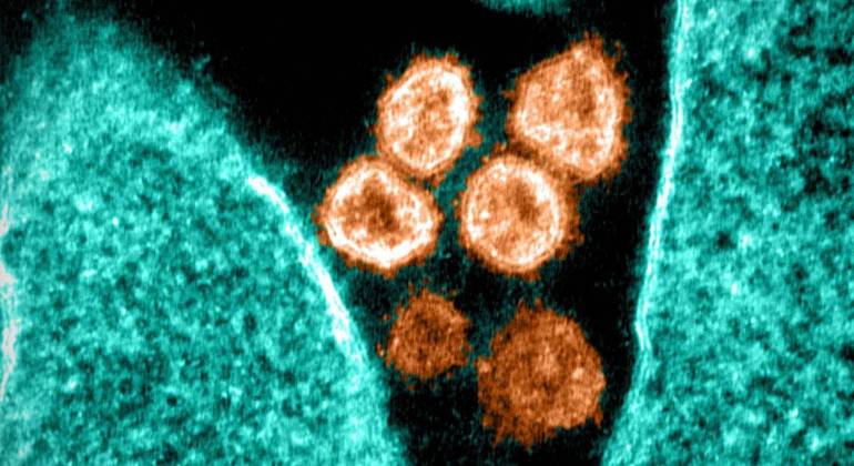 Mecanismo cria barreira que faz com que o vírus morra sem infectar células humanas