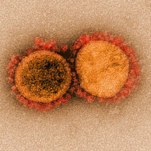 Molnupiravir ataca diretamente o genoma do coronavírus
