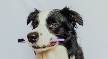 Saúde bucal é importante também para os pets
