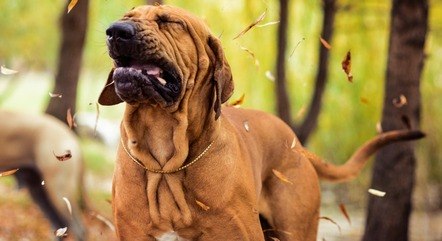 Muda o tempo e os pets sofrem com as baixas temperaturas e o ar seco