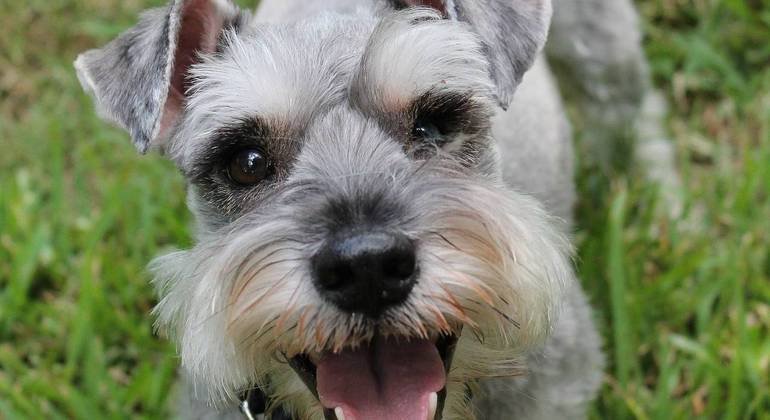 Schnauzers são conhecidos por serem cães de companhia