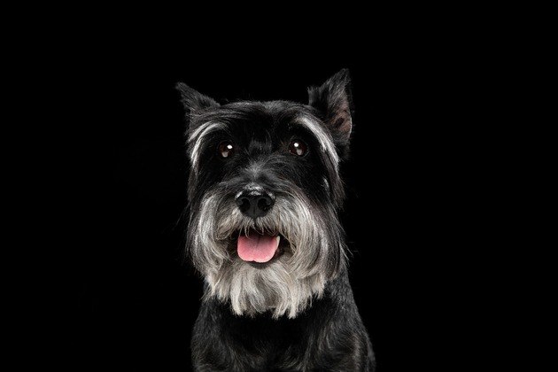 8. Schnauzer: possui um temperamento agradável para famílias. É um cachorro bastante sociável e brincalhão.Segundo a especialista em cuidado animal Patrícia Sprada e CEO do EcoCão Espaço Pet, ter um bichinho de estimação é perfeito para qualquer idade. 