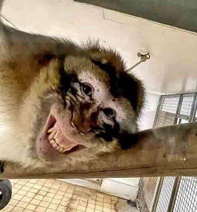 Se estamos falando de fotos hilárias e cativantes, com certeza, o sorriso maroto de Sagro - o macaco da Barbária - tem que estar na disputa informal. 