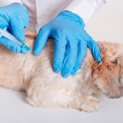 Seguir o calendário de vacinas para cachorros à risca é essencial para evitar doenças mortais, principalmente com filhotes, que são mais delicados.