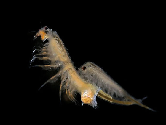 Segundo cientistas, as causas são associadas à proliferação de um crustáceo minúsculo de 11 patas, conhecido como Artemia salina, e das microalgas pertencentes ao gênero Dunaliella salina.